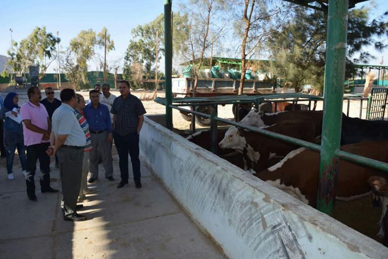 جامعة سوهاج تطرح لحوم أضحية لخدمة المجتمع المحلي