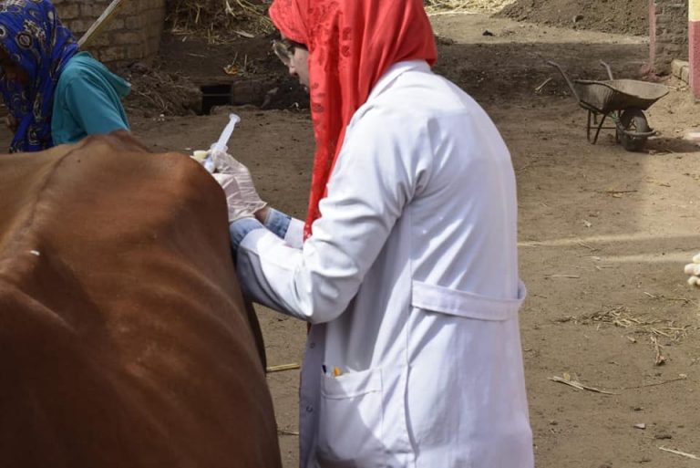 تشخيص و علاج ١٠١٧ حالة بقوافل جامعة سوهاج البيطرية